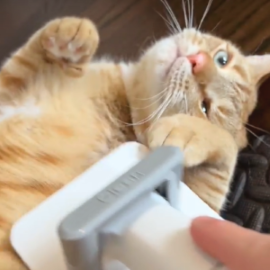 T sheds enough to fill an entire house with his orange hair. Luckily, the Air Robo pet grooming vacuum attachments are just what we need… because they attach to the vacuum!